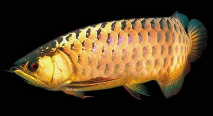 過背金龍魚成長過程描寫片段怎么寫的：過背金龍魚成長過程描寫片段