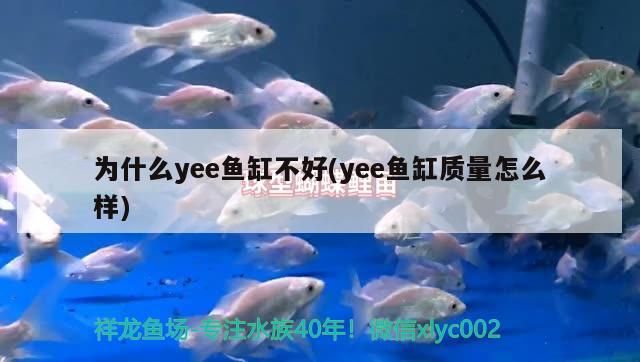為什么yee魚(yú)缸不好(yee魚(yú)缸質(zhì)量怎么樣)