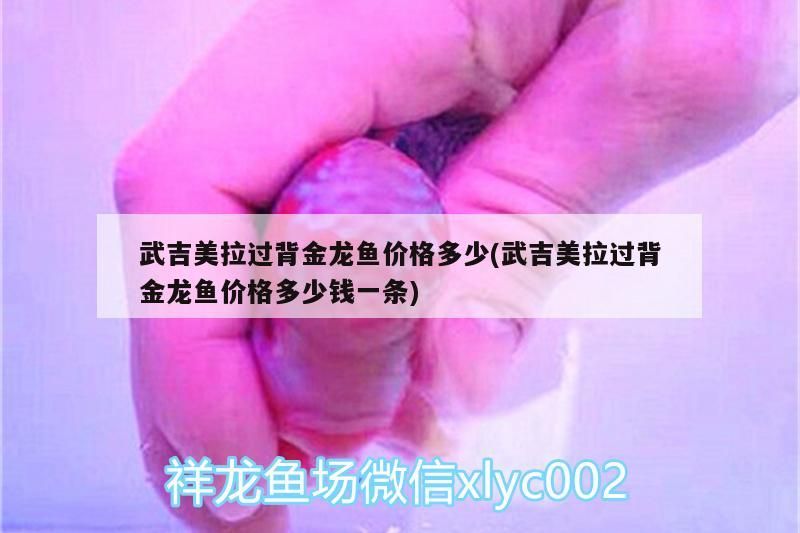 武吉美拉過背金龍魚價格多少(武吉美拉過背金龍魚價格多少錢一條) 武吉美拉過背金龍魚價格多少(武吉美拉過背金龍魚價格多少錢一條) 武吉美拉金龍魚