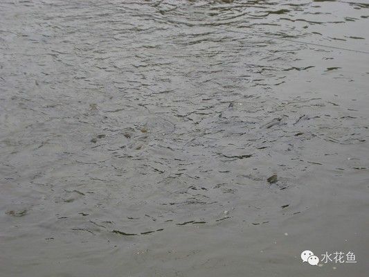 魚龍的寓意與象征，跨越時空的文化圖騰
