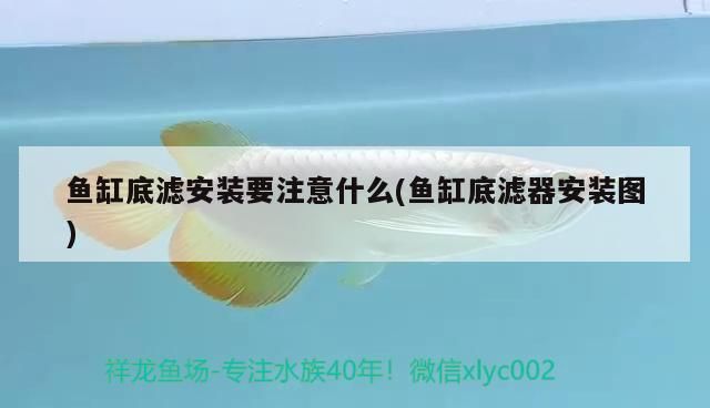 魚(yú)鰓蓋爛洞會(huì)自愈嗎，魚(yú)鰓蓋爛洞會(huì)自愈取決于多種因素，如何預(yù)防魚(yú)鰓蓋爛洞 魚(yú)鰓蓋爛洞會(huì)自愈嗎，魚(yú)鰓蓋爛洞會(huì)自愈取決于多種因素，如何預(yù)防魚(yú)鰓蓋爛洞 龍魚(yú)百科 第1張