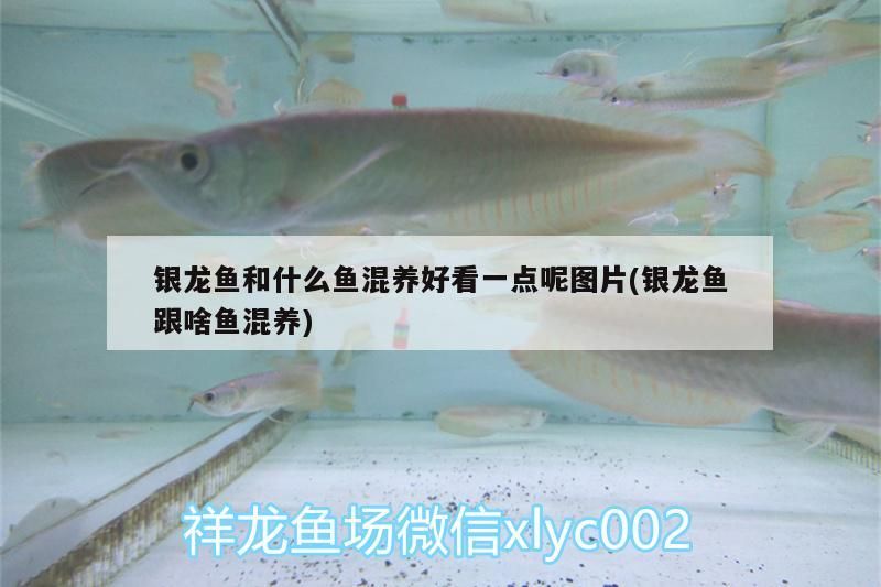 銀龍魚和什么魚混養好看一點呢圖片(銀龍魚跟啥魚混養) 銀龍魚和什么魚混養好看一點呢圖片(銀龍魚跟啥魚混養) 銀龍魚百科