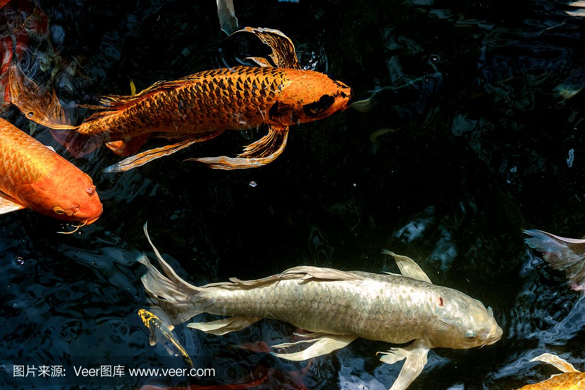 魚龍，穿越歷史與文化的多重隱喻