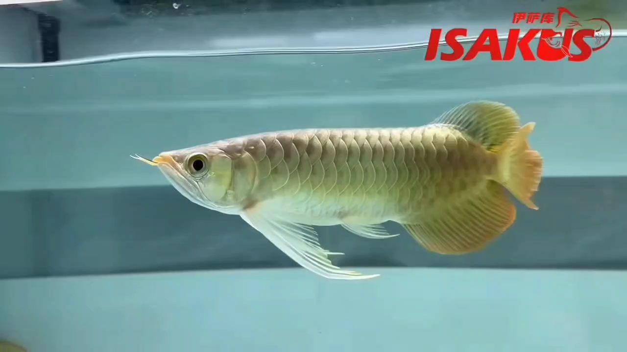 伊薩庫S，表現(xiàn)非凡