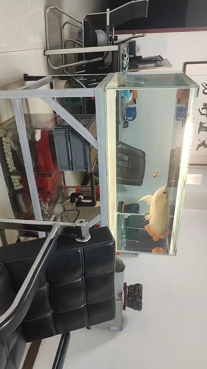 自制無管道魚缸 自制無管道魚缸 龍魚論壇