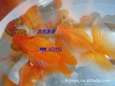好養淡水魚觀賞魚(淡水觀賞魚的養殖與繁育) 武吉美拉金龍魚 第4張 好養淡水魚觀賞魚(淡水觀賞魚的養殖與繁育) 好養淡水魚觀賞魚(淡水觀賞魚的養殖與繁育) 武吉美拉金龍魚 第4張