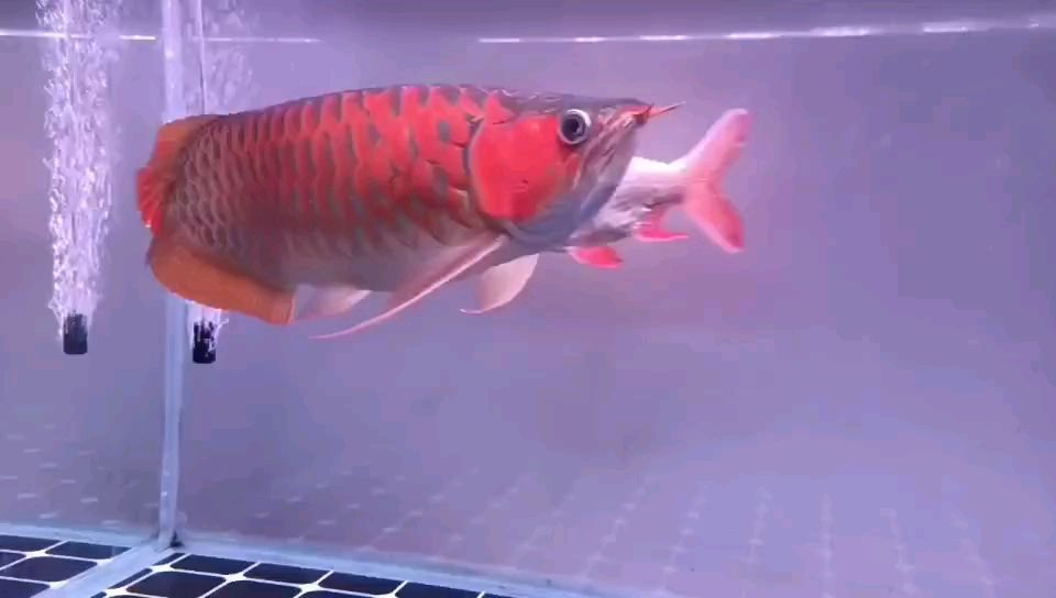 飼料 龍魚三歲了 龍魚論壇 龍魚三歲了 龍魚三歲了 龍魚論壇