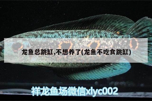 龍魚總跳缸,不想養(yǎng)了(龍魚不吃食跳缸)