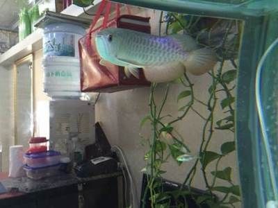 古典藍底金龍怎么養（古典藍底金龍的飼養注意事項）