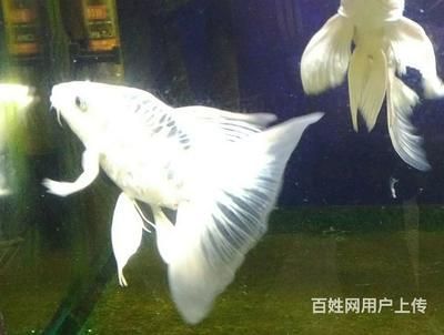 蝴蝶鯉能活多久（蝴蝶鯉壽命受品種、養殖環境、疾病控制等多因素影響） 蝴蝶鯉能活多久（蝴蝶鯉壽命受品種、養殖環境、疾病控制等多因素影響） 蝴蝶鯉百科 第2張
