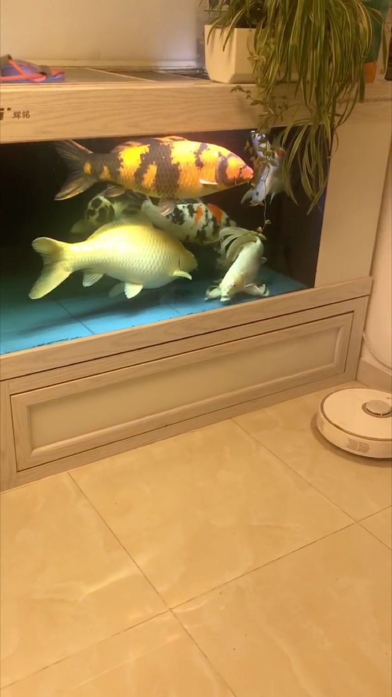 剛換完水