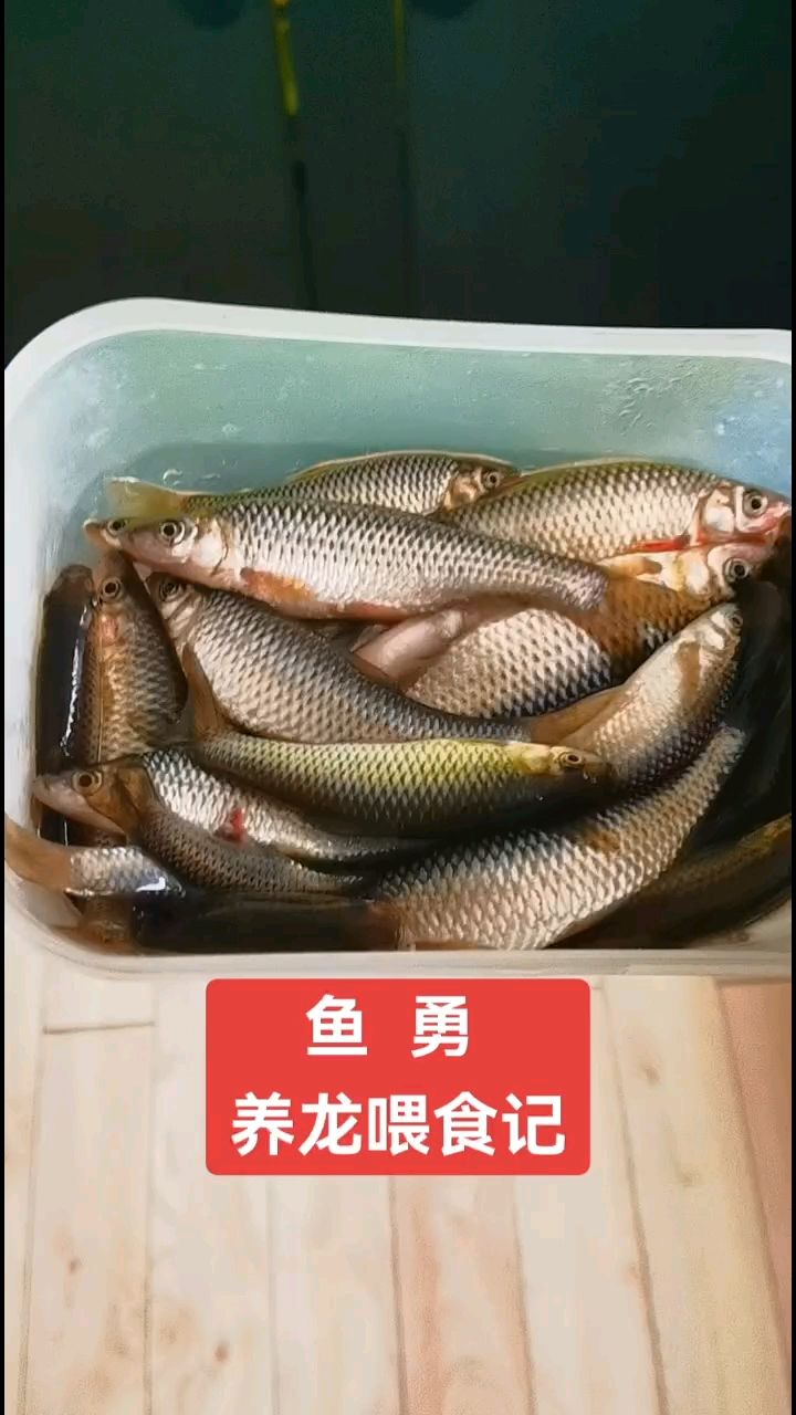 應(yīng)該刷缸了