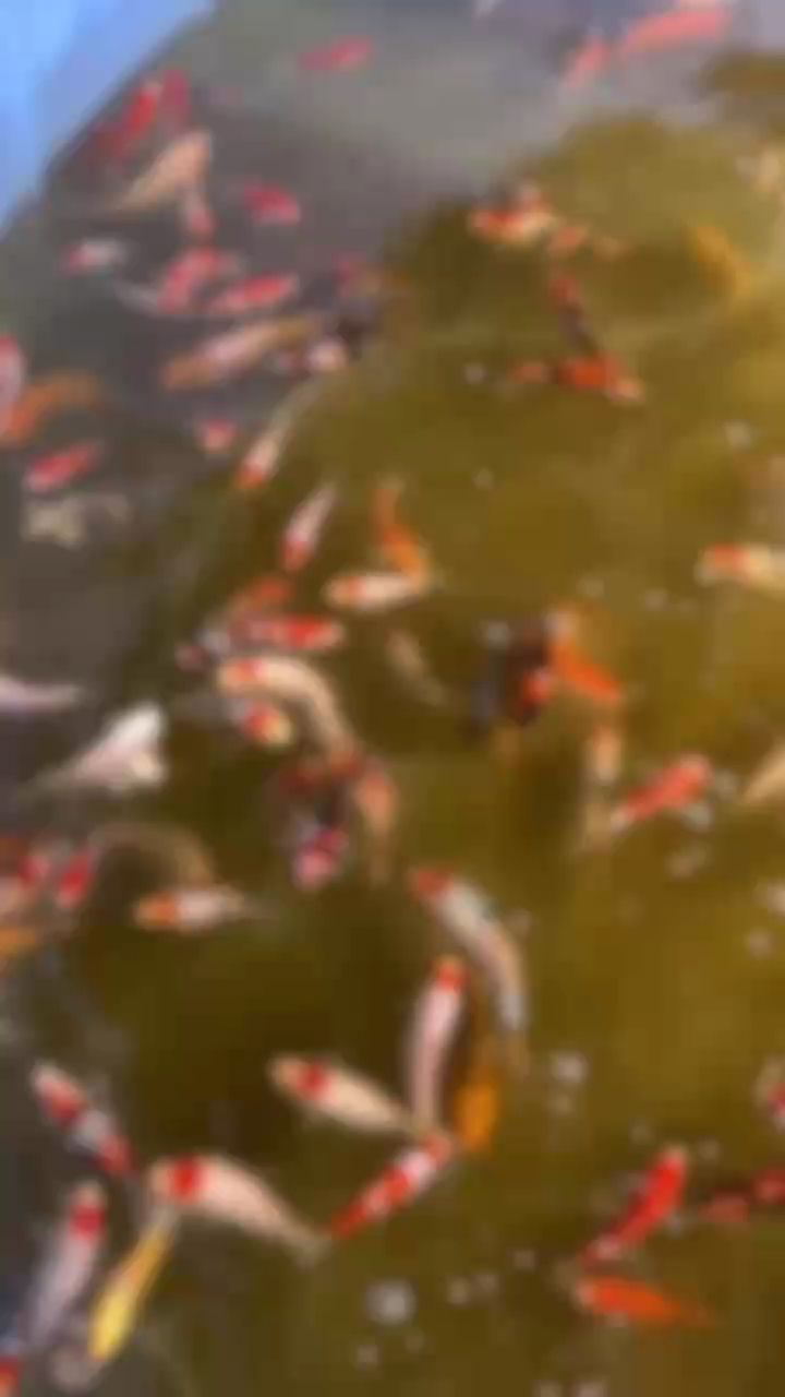 家有錦鯉