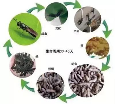 詳細(xì)閱讀:黑水牤騙局(黑水牤養(yǎng)殖技術(shù)揭秘) 黑水牤騙局(黑水牤養(yǎng)殖技術(shù)揭秘)
