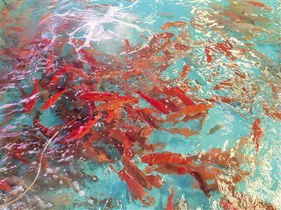觀賞魚類發展現狀（2021年觀賞魚進口量為0.14億美元同比下降35.13%）