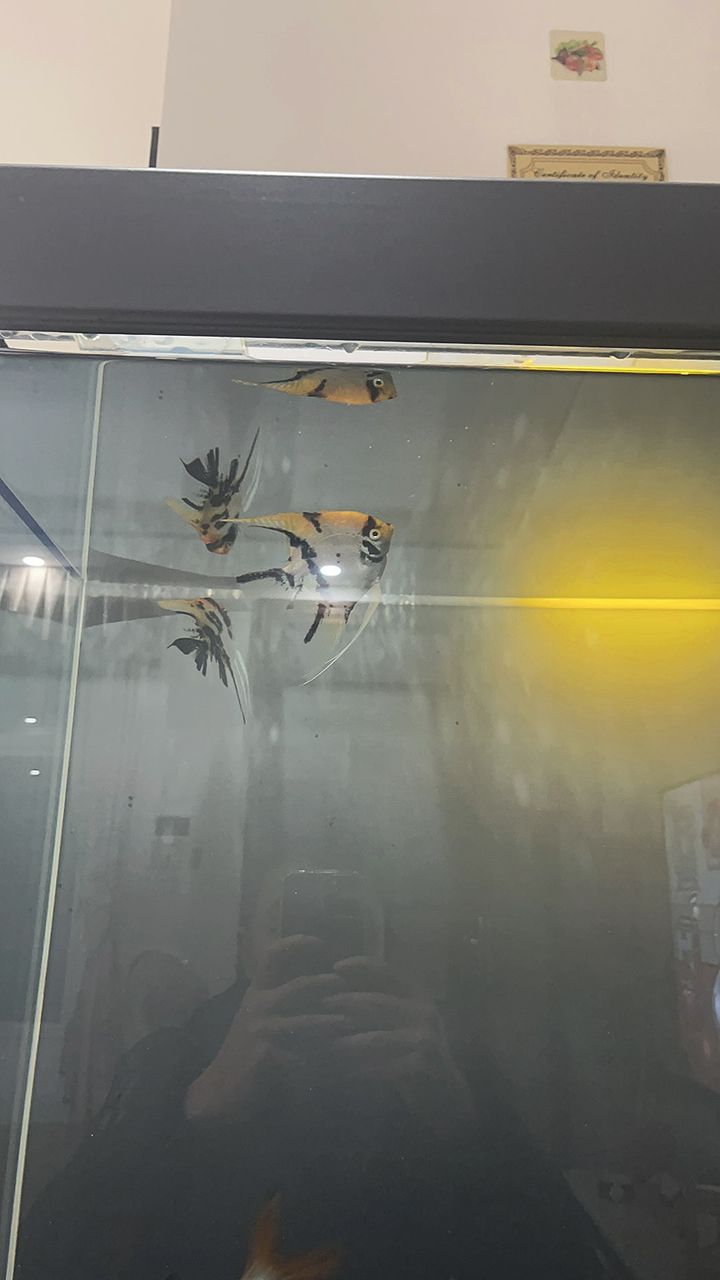 把 LED 換成飛利浦 865?一根小夜燈 ??