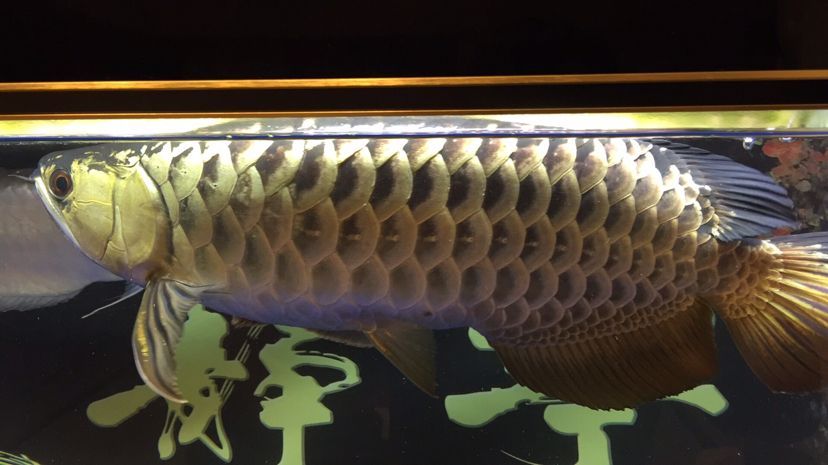 b級過背金龍魚是什么底色：b級過背金龍魚價格受哪些因素影響 b級過背金龍魚是什么底色：b級過背金龍魚價格受哪些因素影響 金龍魚百科 第4張