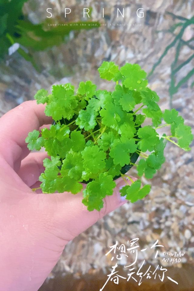 新手放心入,魚缸里的大自然