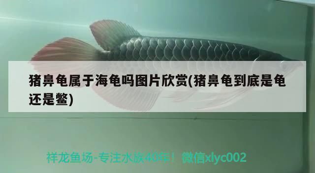 豬鼻龜屬于魚類嗎