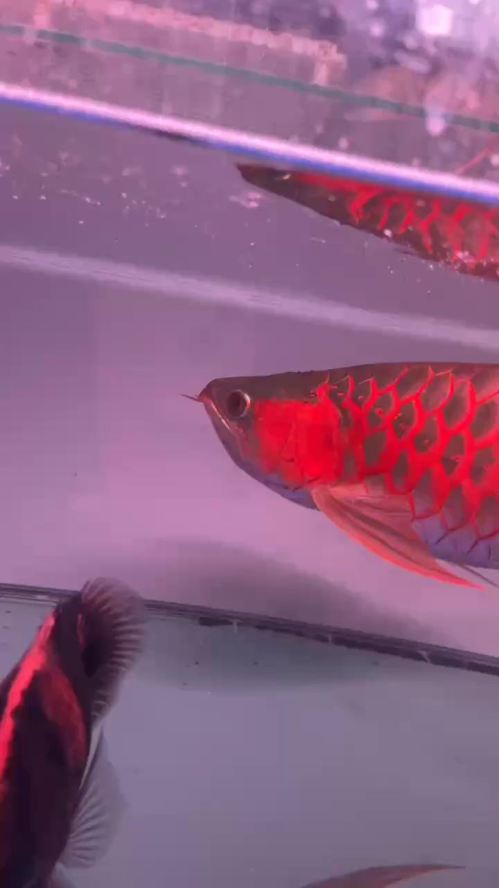 一個月了 一個月了 龍魚論壇