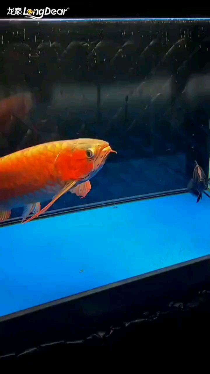 轉發729 轉發729 龍魚論壇