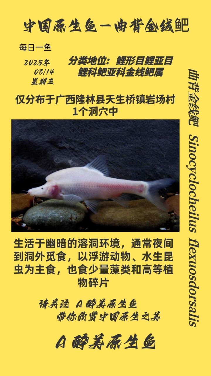 曲背金線鲃 曲背金線鲃 龍魚論壇