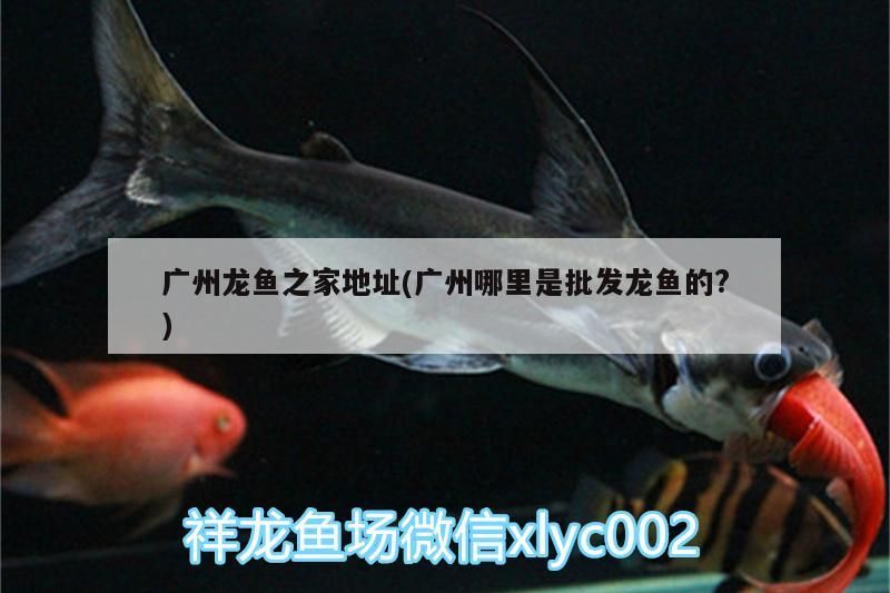 廣州龍魚之家地址(廣州哪里是批發(fā)龍魚的?)