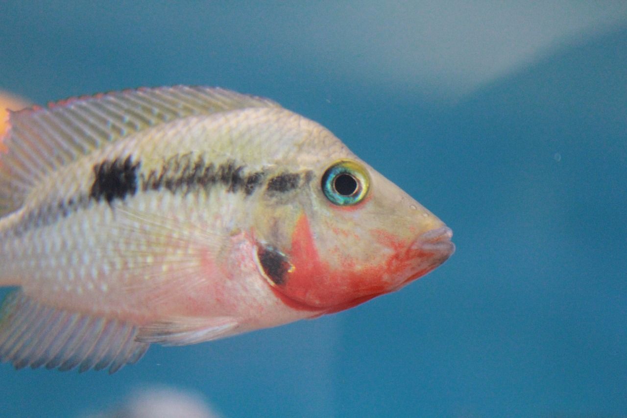 黑魔神雷龍魚飼養攻略（ 黑魔神雷龍魚吃飼料嗎） 黑魔神雷龍魚飼養攻略（ 黑魔神雷龍魚吃飼料嗎） 新加坡三巴旺