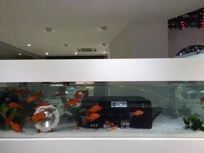 一方魚缸電池：一方魚缸電池的解決方案 一方魚缸電池：一方魚缸電池的解決方案 一方水族 第3張