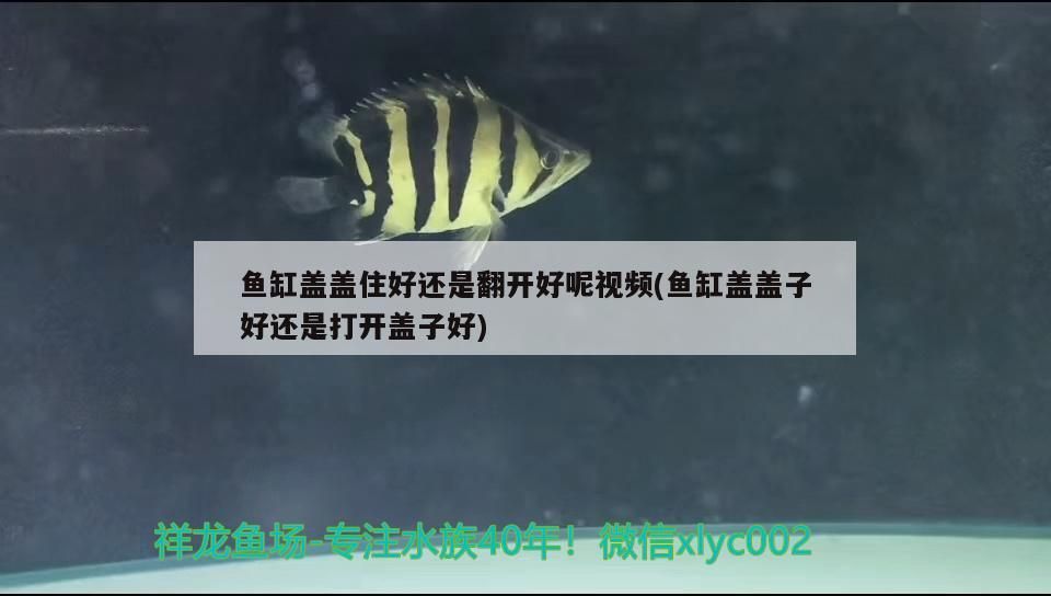 魚缸蓋蓋住好還是翻開好呢視頻(魚缸蓋蓋子好還是打開蓋子好) 魚缸蓋蓋住好還是翻開好呢視頻(魚缸蓋蓋子好還是打開蓋子好) 可麗愛魚缸