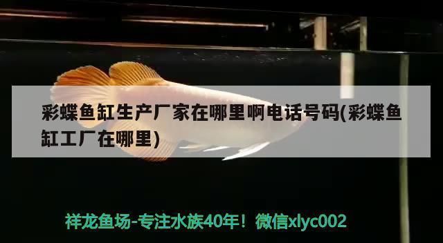 杭州魚缸造景價格 選可麗水族熱線（杭州魚缸廠家）