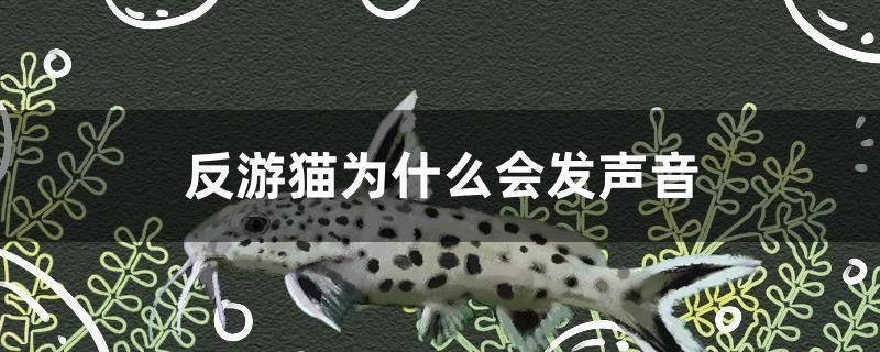 反游貓為什么會發聲音