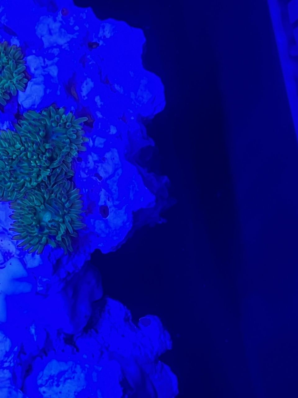產卵了？ 據說營養價格高 哈哈哈哈