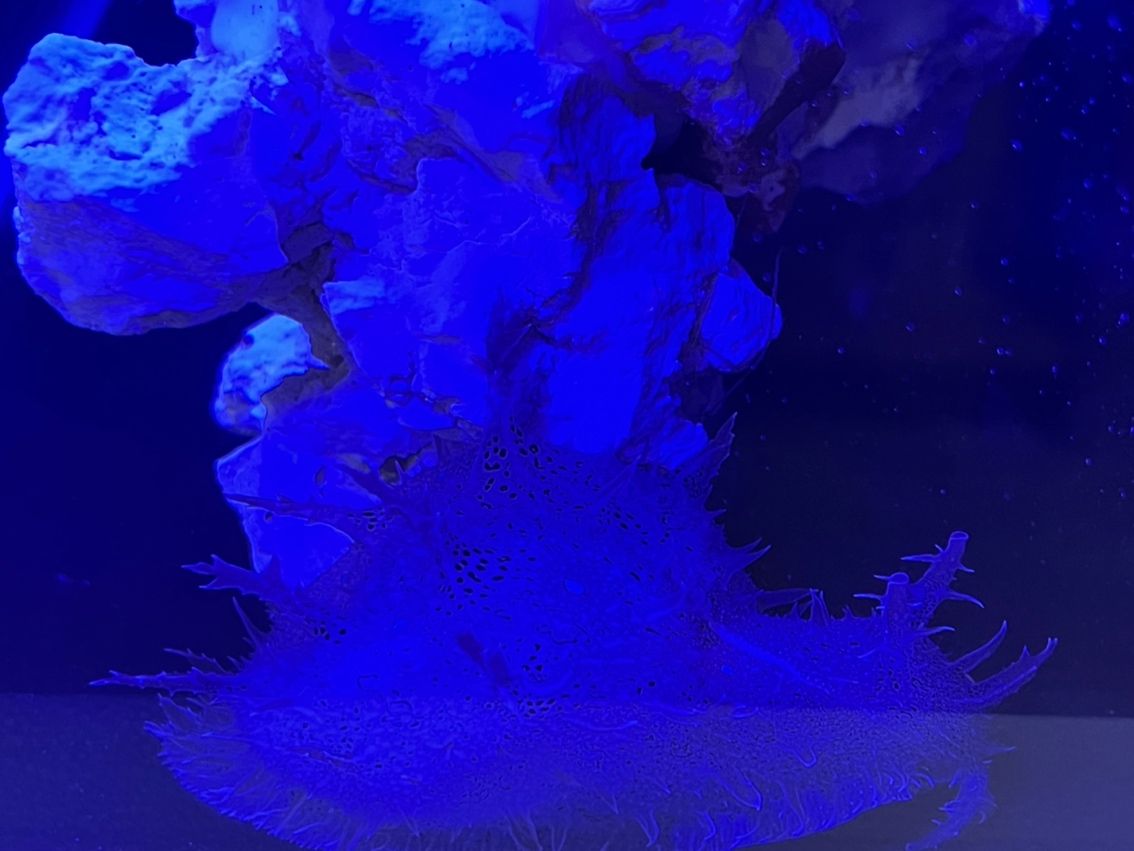 產卵了？ 據說營養價格高 哈哈哈哈