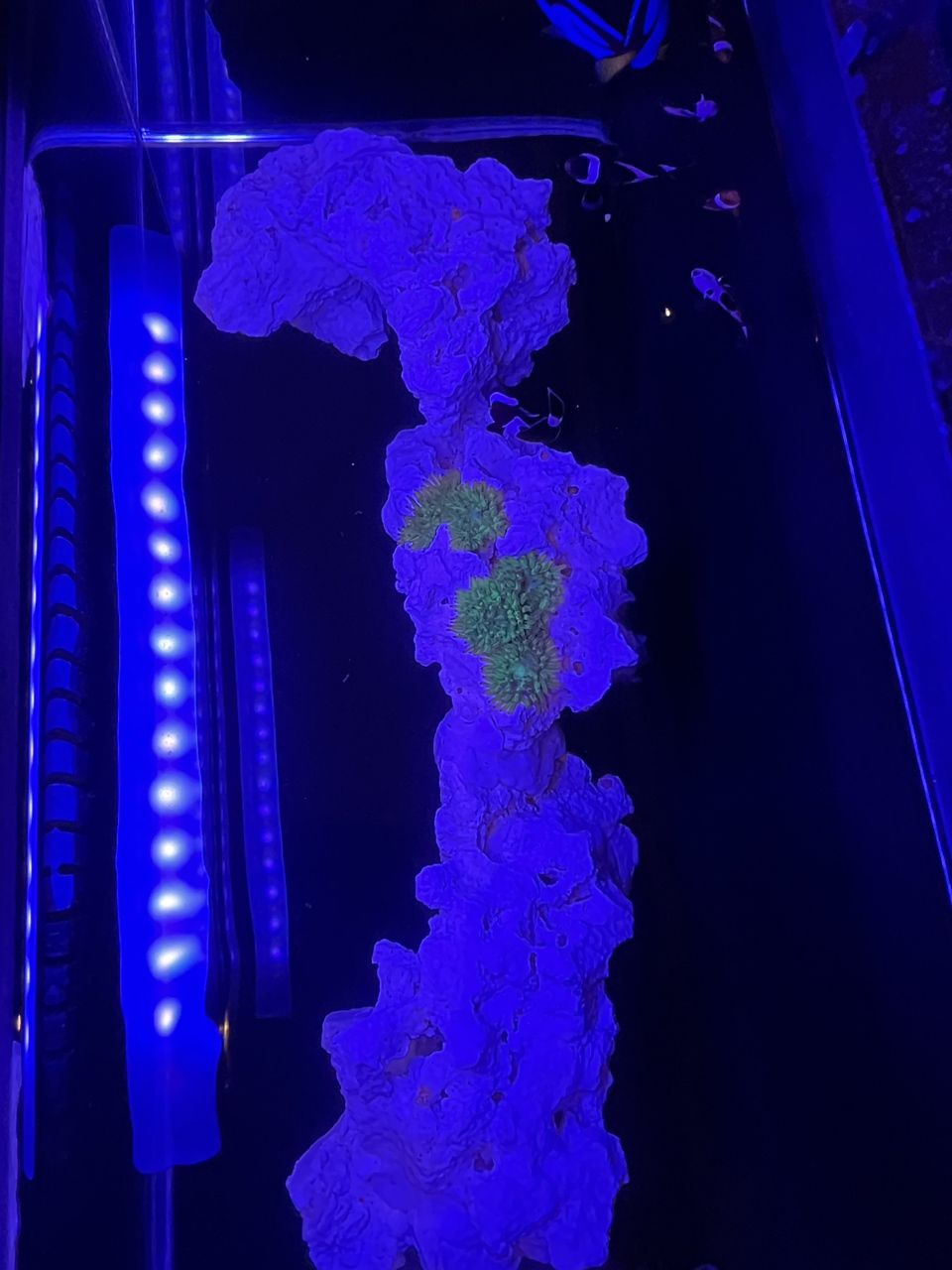 產卵了？ 據說營養價格高 哈哈哈哈