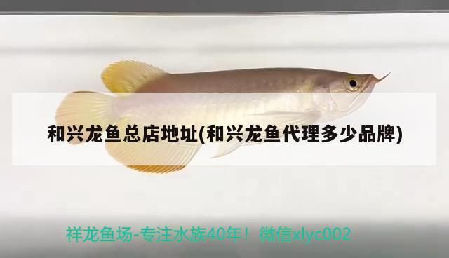 和興龍魚總店地址(和興龍魚代理多少品牌)