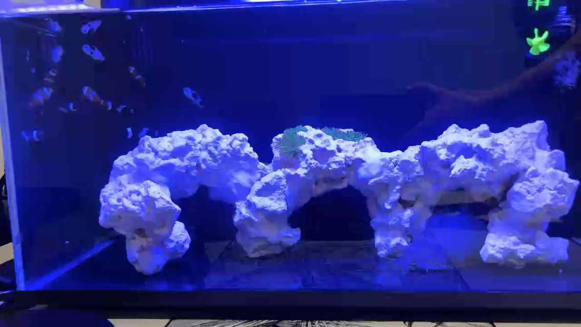 新添加成員，死倆奶嘴？小丑魚不愛游？ 新添加成員，死倆奶嘴？小丑魚不愛游？ 龍魚論壇