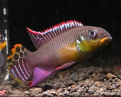 翡翠電光鳳凰魚（關于翡翠電光鳳凰魚的具體介紹）