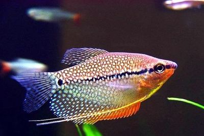 怎么把龍魚養好養活一些呢：探秘龍魚養護之道，從新手到高手的進階之路