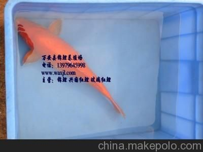 紅鯉魚(yú)苗（關(guān)于紅鯉魚(yú)苗的綜合信息整理如下：日常管理環(huán)境優(yōu)化） 紅鯉魚(yú)苗（關(guān)于紅鯉魚(yú)苗的綜合信息整理如下：日常管理環(huán)境優(yōu)化） 蝴蝶鯉百科 第2張