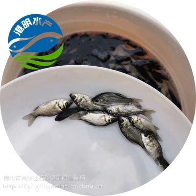 紅鯉魚(yú)苗（關(guān)于紅鯉魚(yú)苗的綜合信息整理如下：日常管理環(huán)境優(yōu)化） 紅鯉魚(yú)苗（關(guān)于紅鯉魚(yú)苗的綜合信息整理如下：日常管理環(huán)境優(yōu)化） 蝴蝶鯉百科 第1張