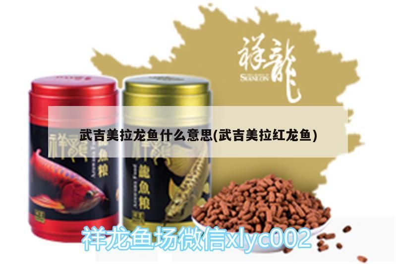 武吉美拉龍魚什么意思(武吉美拉紅龍魚)