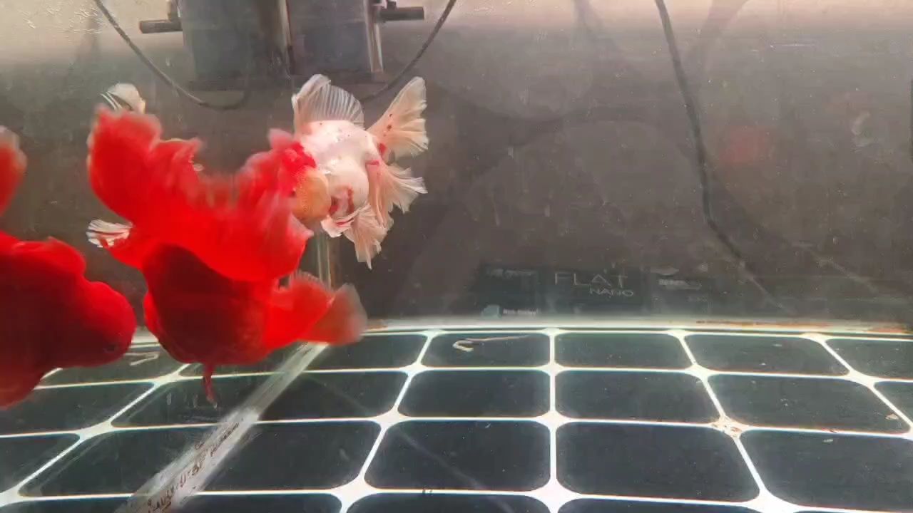 美魚