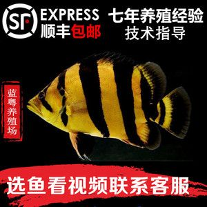 虎魚苗怎么養(yǎng)長得快：虎魚苗怎么養(yǎng)長得快，