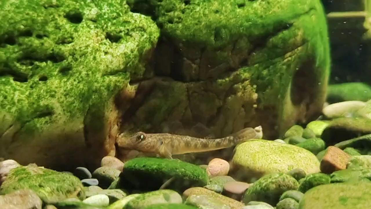 周四魚(yú)快