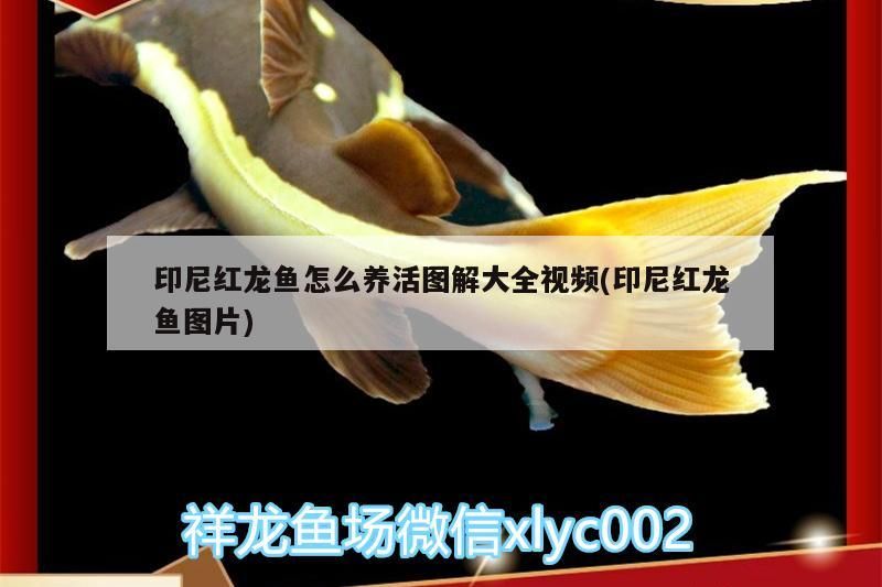 印尼紅龍魚怎么養活圖解大全視頻(印尼紅龍魚圖片)