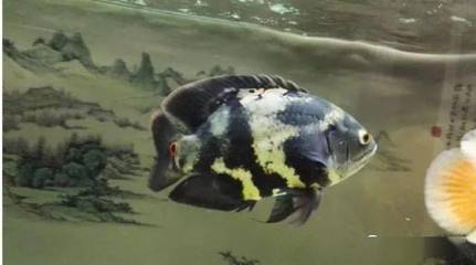 贊賞龍魚的詩句有哪些呢：龍魚雅韻，探尋贊賞龍魚的詩意華章