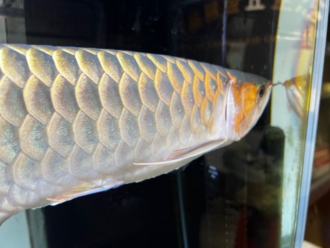 請教龍魚腮蓋外翻