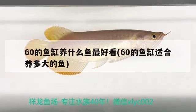 60的魚缸養什么魚最好看(60的魚缸適合養多大的魚)