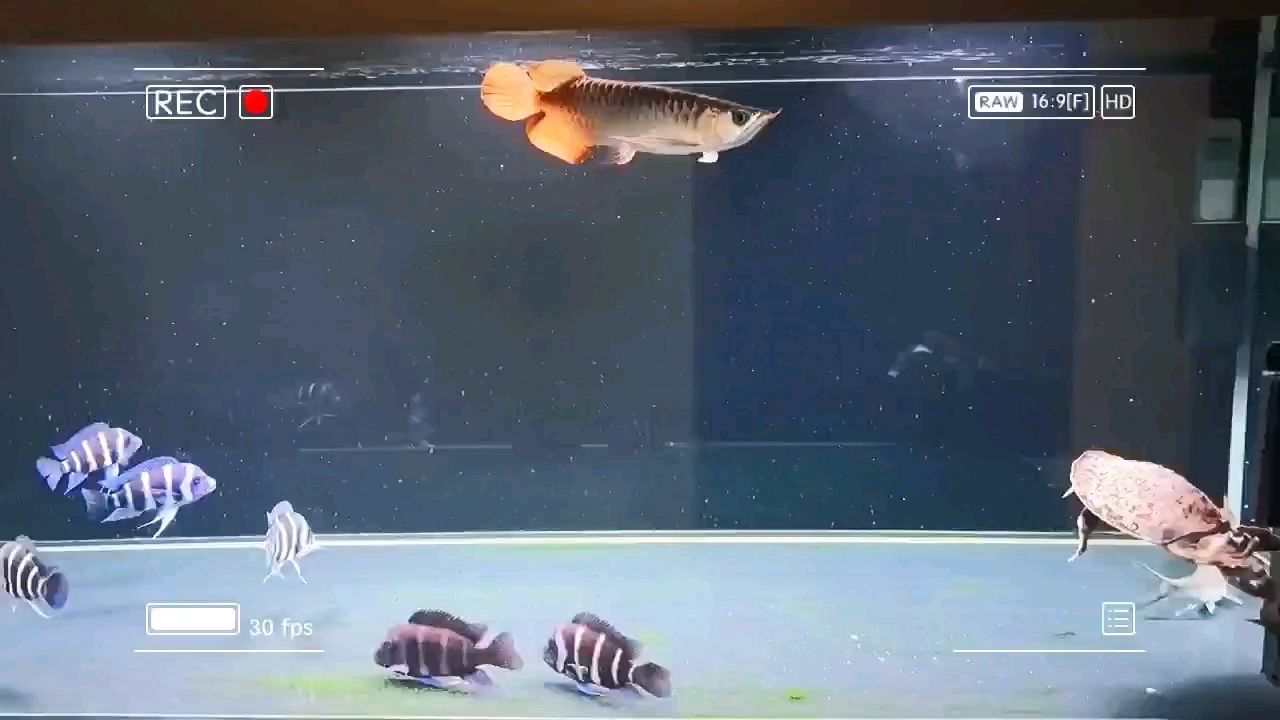 魚缸用增氧泵價格是多少:魚缸增氧機-xtrac增氧機-xtrac增氧機 小小只入缸 龍魚論壇 小小只入缸 小小只入缸 龍魚論壇